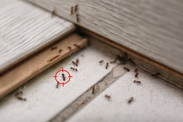 Best Best Pest Control Companies  in West Elmira, NY