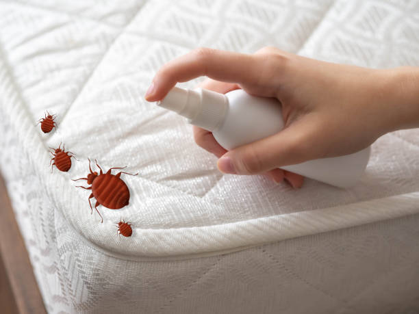 Best Affordable Pest Control Services  in West Elmira, NY